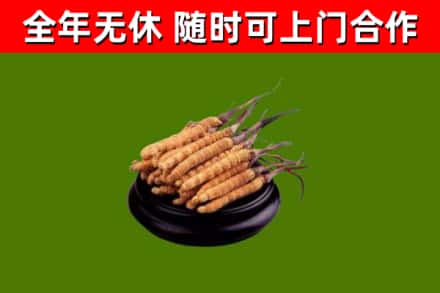 卧龙烟酒回收冬虫夏草.jpg