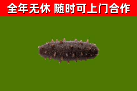 卧龙烟酒回收干海参.jpg